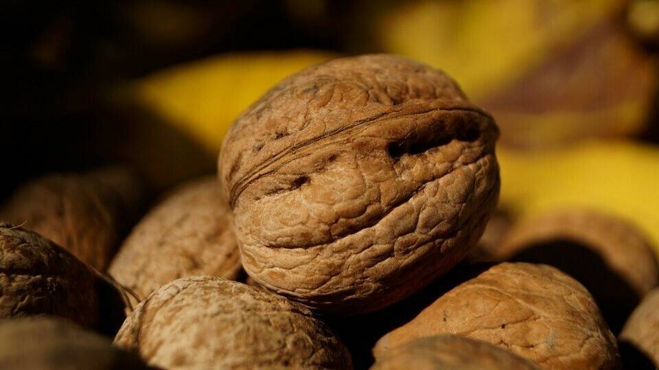 walnut-1017522_960_720|walnut-1615439_960_720|nuez|walnut-328091_960_720